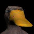 More information about "Duck"